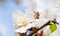 Close-up of bee on almond tree pink-white blossoms shot in early