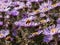 Close-up of a bee in a Amethyst Aster Aster x amethystinus flower, the hybrid between New England Aster and Heath aster has