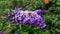 Close-up of a bee on a branch of a flowering plant or flower