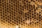 Close up bee on busy yellow honeycomb