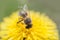 close up of bee collecting honey on a yellow flower dandelion against soft defocused green background