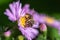 Close-up bee collecting nectar on a purple aster flower with a yellow inflorescence in motion on a sunny day in the garden