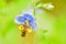 Close-up of a bee collecting pollen in a blue flower on a greenish background