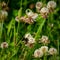 Close-Up of a Bee Collecting Pollen in a Clover Field