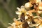 Close-up of a bee collecting pollen among the flowers of a loquat tree