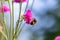 A close up of a bee collecting pollen from a knautia flower, with a shallow depth of field