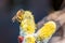 A close-up of a bee collects nectar on a catkin of a willow