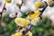 A close-up of a bee collects nectar on a catkin of a willow