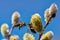 A close-up of a bee collects nectar on a catkin of a willow