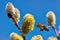 A close-up of a bee collects nectar on a catkin of a willow