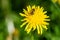 Close-up of a bee collects nectar from a flowering dandelion