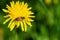 Close-up of a bee collects nectar from a flowering dandelion