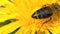 Close up bee on dandelion