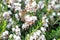 Close up of bee on Erica carnea.White winter