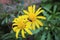 Close-up of bee on Euryops Pectinatus