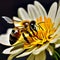 Close-up of a Bee in a Flower