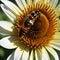 Close-up of a Bee in a Flower