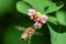 Close-up bee flys to snowberrys` flowers in motion on green background