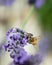 Close-up of a bee foraging lavender flowers