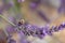 Close-up of a bee foraging lavender flowers