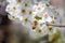 Close up of bee gathering pollen from a white cherry blossom