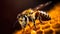 Close up of a Bee on Honeycomb