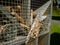 Close-up bee hotel, wooden insect house, natural nature