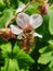 Close-up of a bee  hovering above a bright white flower on an array of green foliage