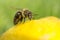 Close up of a bee inspecting a lemon isolated
