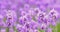 Close up on a bee on a lavander flower. Lavender bushes closeup. Purple lavender field, beautiful blooming, English lavander