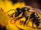 close up of a Bee looking for nectar of a flower