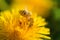 A close-up of a bee pollinates a yellow flower and is dusted with pollen.