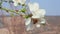 Close-up of bee pollinating almond white flower in orchard