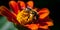 close-up of a bee pollinating a brightly colored flower two generative AI