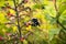 Close up of bee pollinating a California bee plant Scrophularia californica