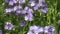 Close-up of a bee pollinating a cluster of vibrant purple Lacy Phacelia flowers