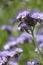 Close-up of a bee pollinating a cluster of vibrant purple Lacy Phacelia flowers