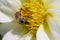 Close up with a bee pollinating a Dahlia flower