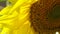 Close up of Bee pollinating on the sunflower