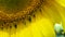 Close up of Bee pollinating on the sunflower