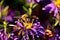 Close-up of bee pollinating Symphyotrichum oblongifolium also known as aromatic American, Fall, Wild Blue or Shale Aster