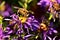 Close-up of bee pollinating Symphyotrichum oblongifolium also known as aromatic American, Fall, Wild Blue or Shale Aster