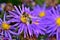 Close-up of bee pollinating Symphyotrichum oblongifolium also known as aromatic American, Fall, Wild Blue or Shale Aster