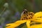 Close-Up of a bee pollinating a yellow flower