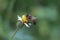 Close up of a bee pollination of flower