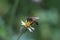 Close up of a bee pollination of flower