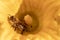 Close-up of a bee during pollination of a yellow flower of a young organic zucchini plant in vegetable garden. Agriculture and