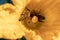 Close-up of a bee during pollination of a yellow flower of a young organic zucchini plant in vegetable garden. Agriculture and