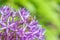 Close up of a bee on a purple allium bulb flower