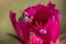 Close-up of Bee in Red Cactus Flower